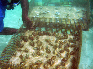 giant clam farm